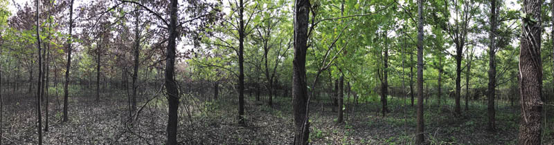 In a forest, trees on the lefthand side are brown and dying, while trees on the righthand side are healthy and green.